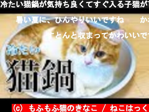 冷たい猫鍋が気持ち良くてすぐ入る子猫が可愛い！【スコティッシュフォールド】/【Scottish Fold Cat】  (c) もふもふ猫のきなこ / ねこはっく